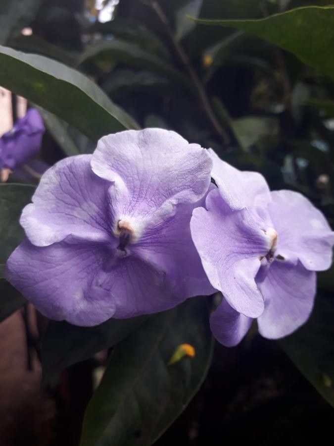 Brunfelsia uniflora flower