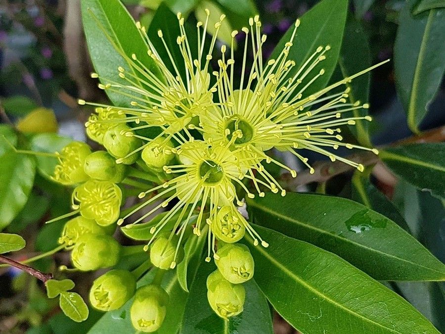 Xanthostemon chrysanthus flower