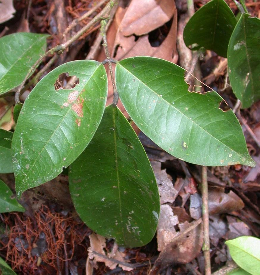 Rourea adenophora — houseplant care guide