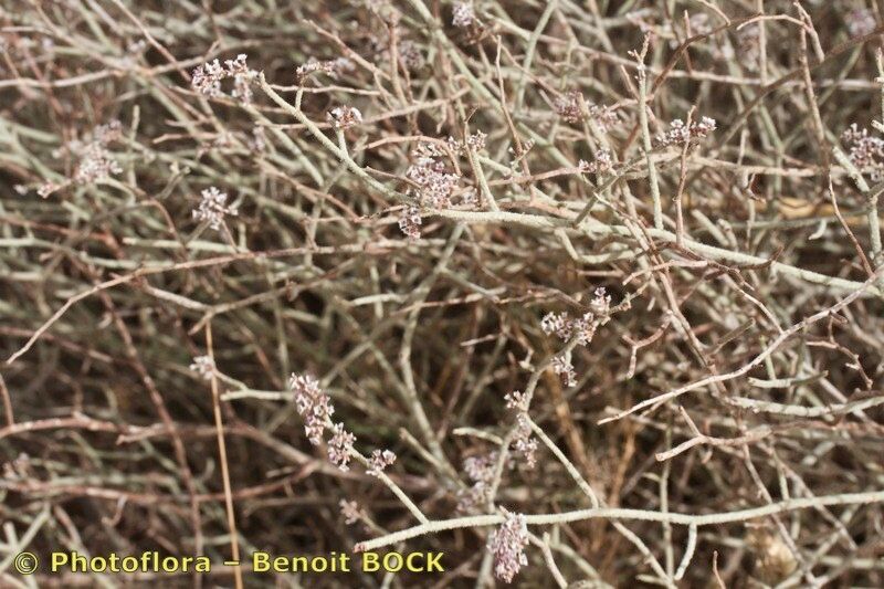Limonium alleizettei other