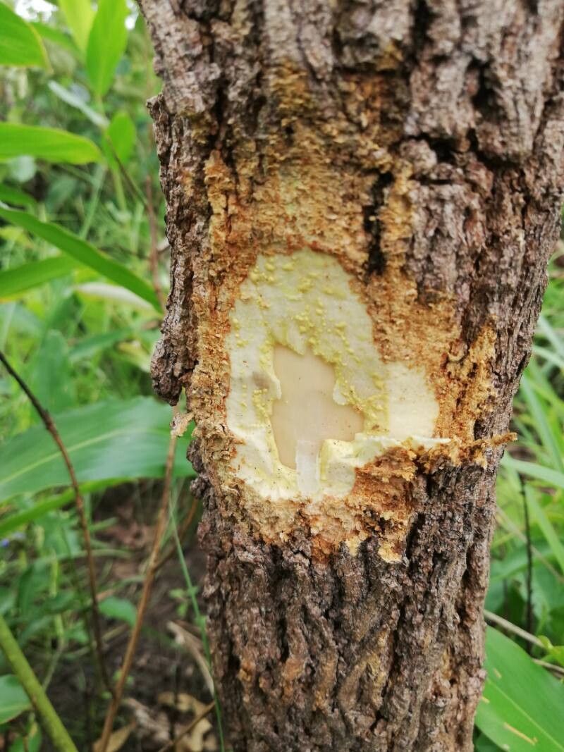 Garcinia huillensis bark