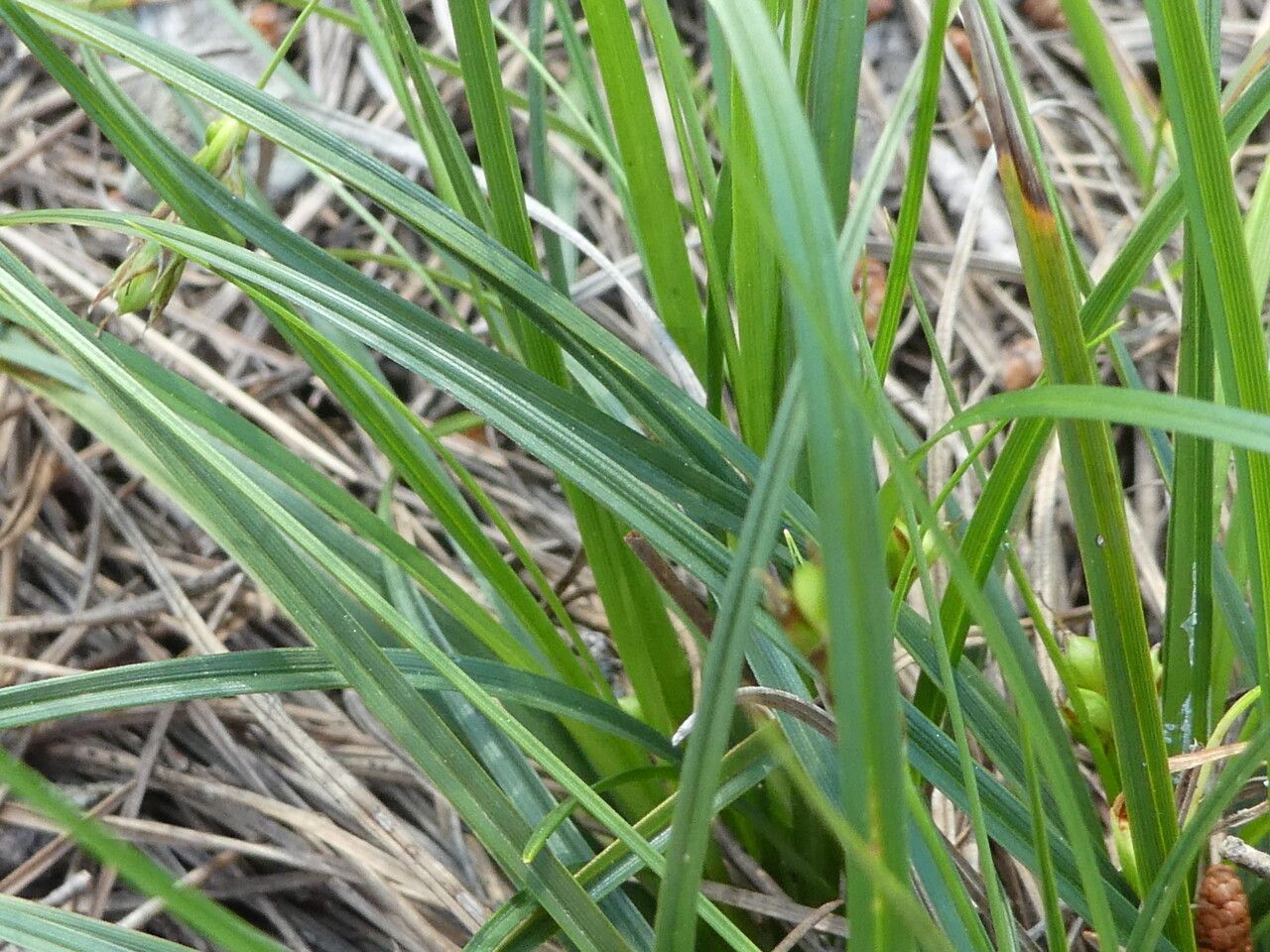 Carex distachya — houseplant care guide