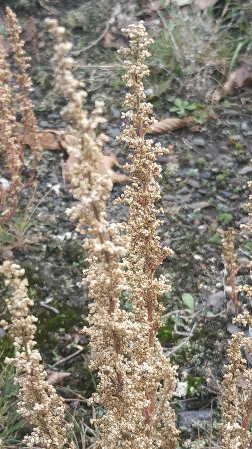 Dysphania botrys fruit