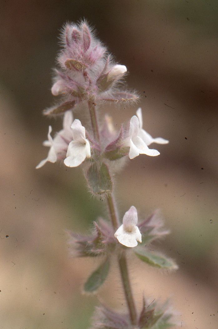 Sideritis cossoniana — search result for 'Sideritis'