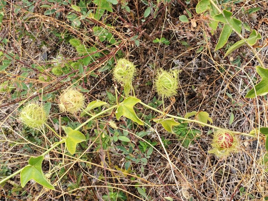 Passiflora ciliata leaf