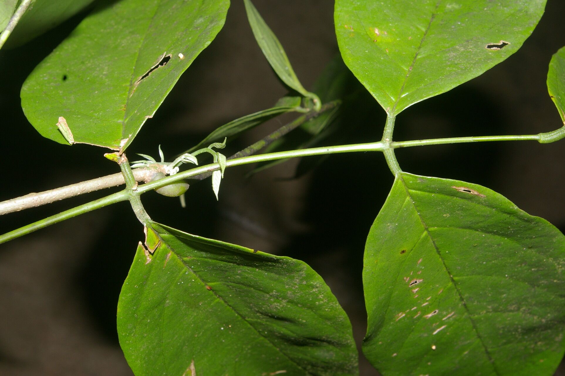 Machaerium pittieri — houseplant care guide