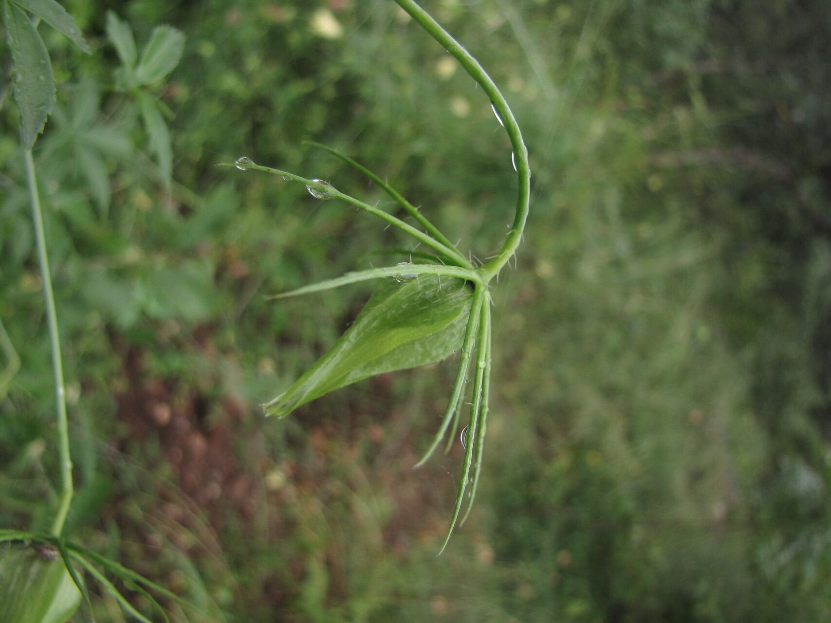 Hibiscus caesius other
