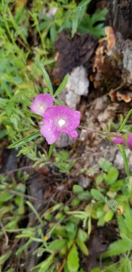Ipomoea plummerae flower