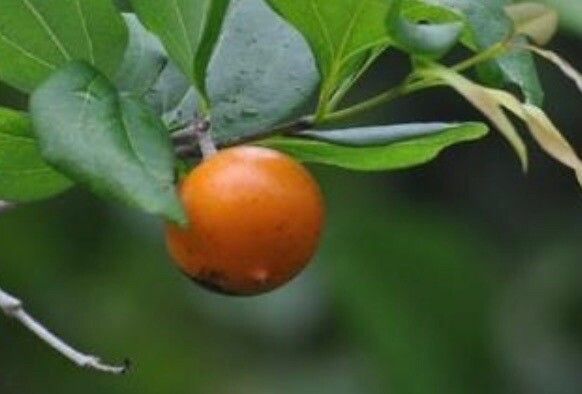 Strychnos nux-vomica fruit