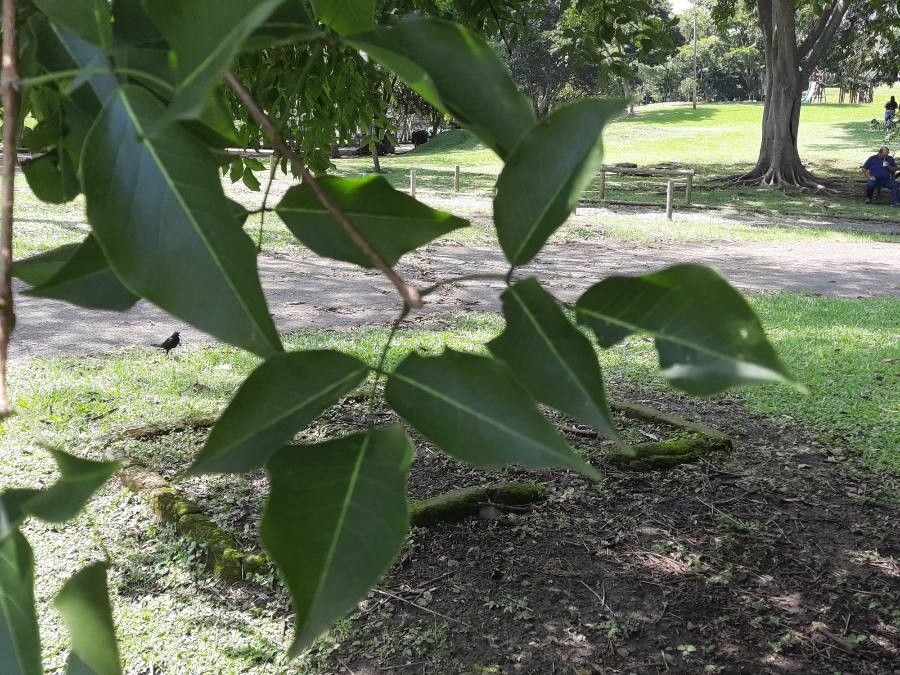 Platymiscium parviflorum — related species from the same genus