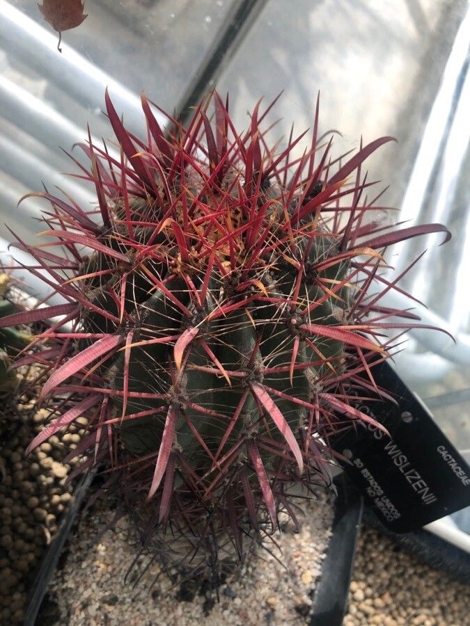 Ferocactus wislizeni — houseplant care guide