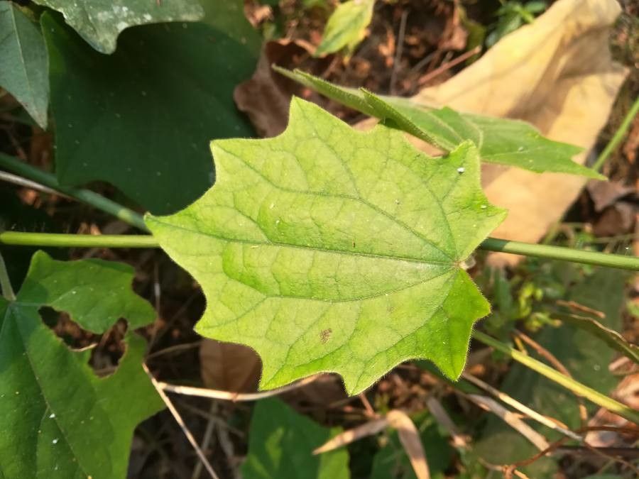 Thunbergia grandiflora