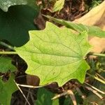 Thunbergia grandiflora