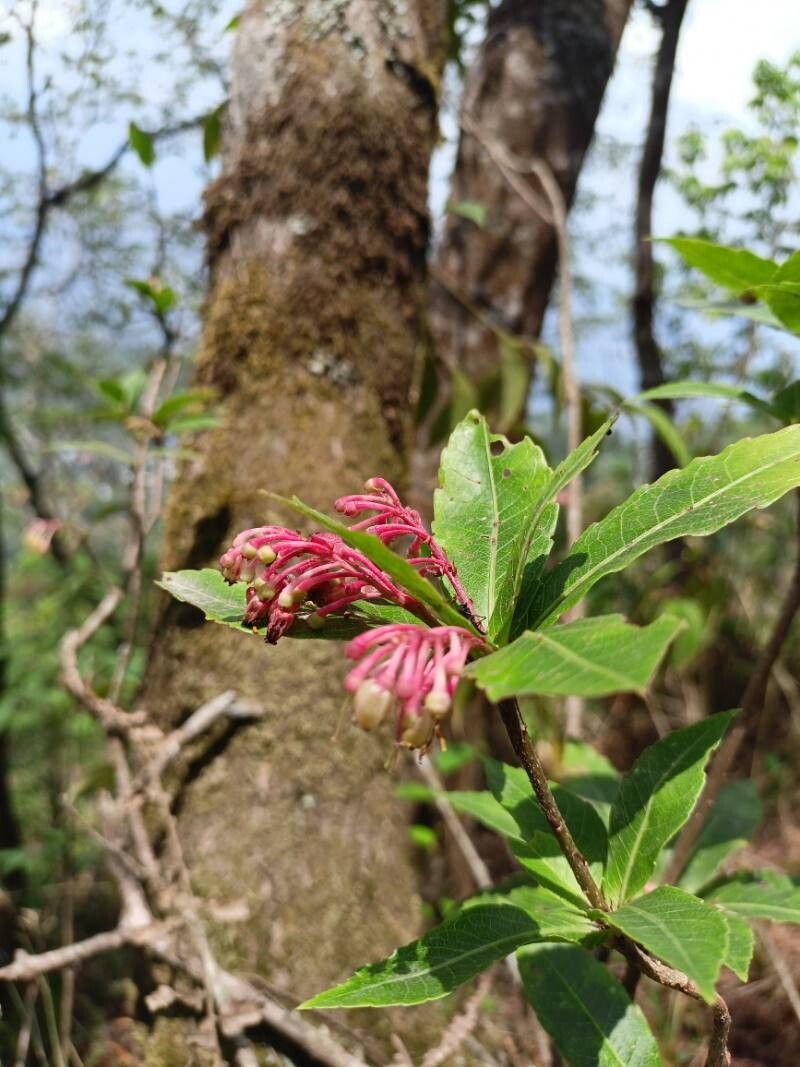 Vaccinium vacciniaceum flower