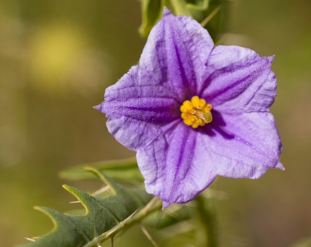 Solanum zoeae — houseplant care guide