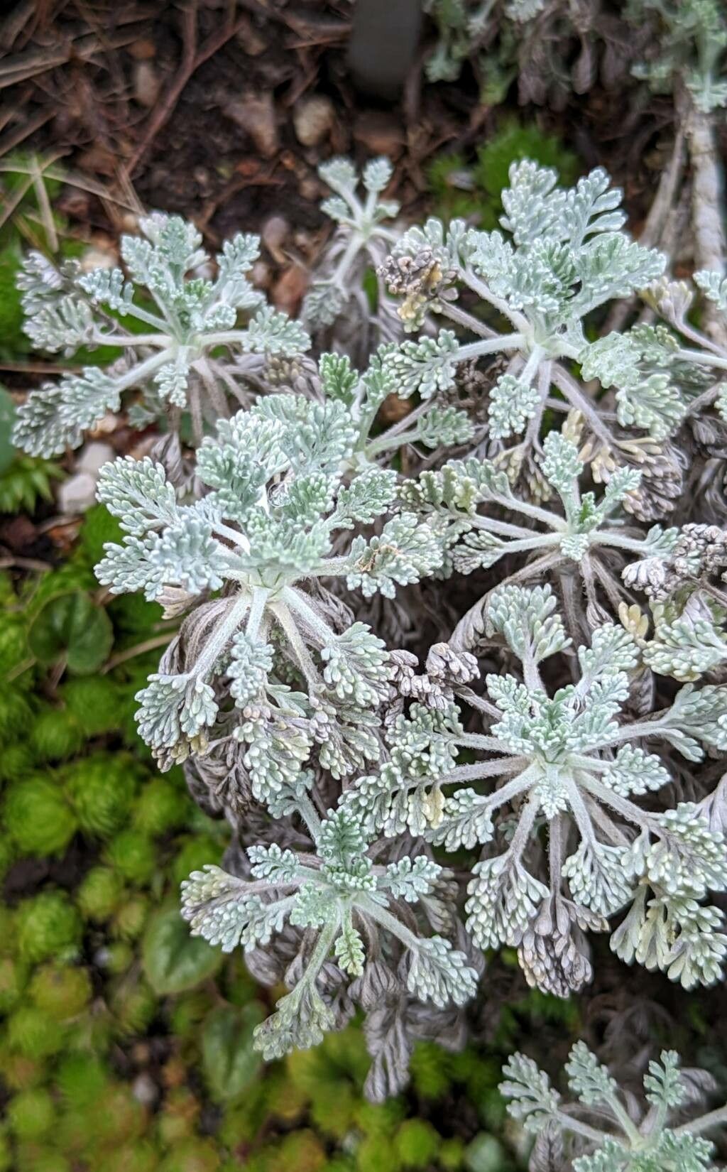 Tanacetum argenteum leaf