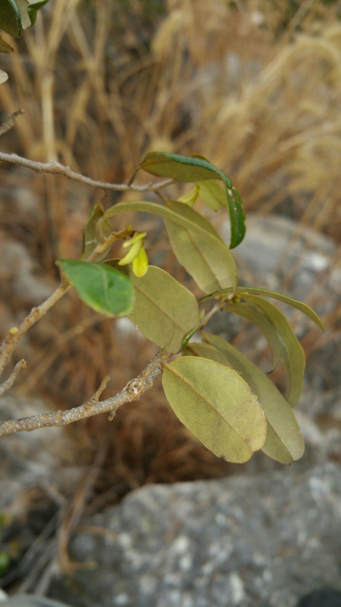 Xylopia anomala — search result for 'Xylopia'