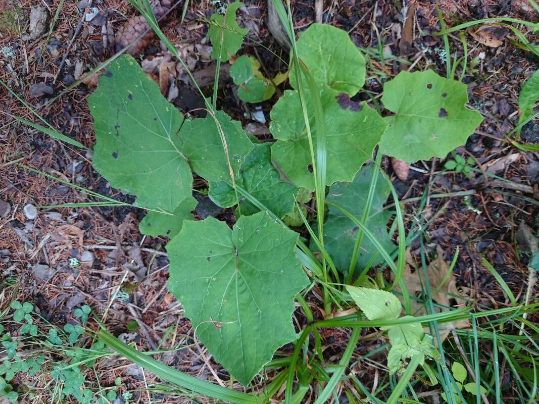 Petasites paradoxus — houseplant care guide