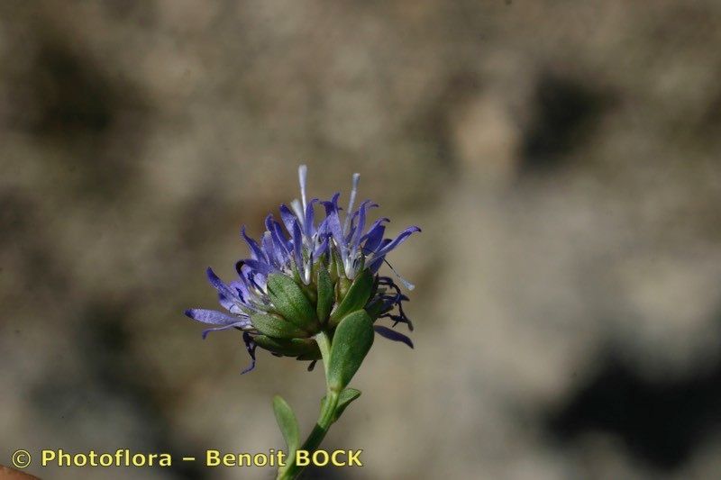Jasione foliosa flower