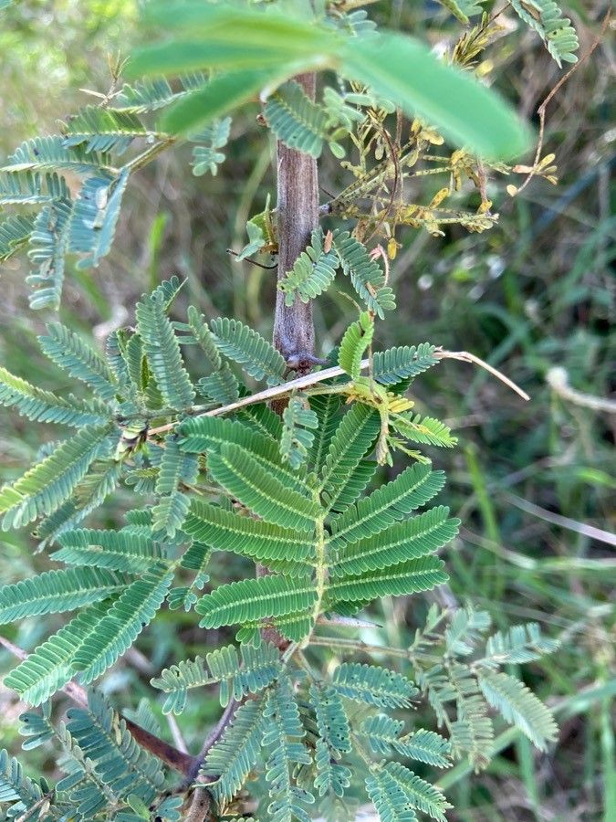 Acacia nilotica leaf