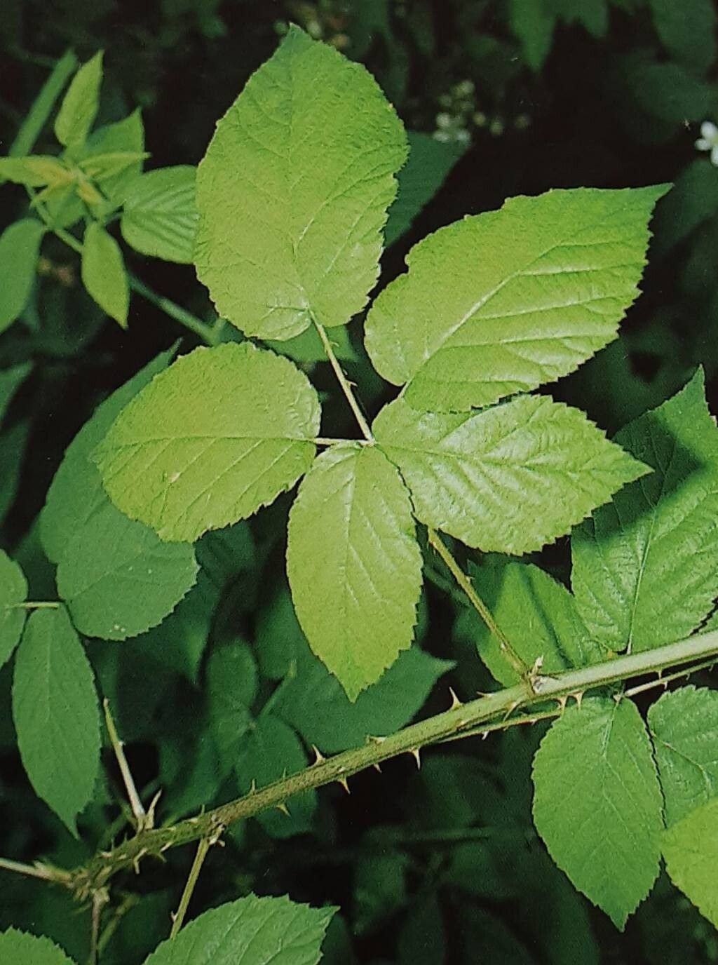 Rubus immodicus — houseplant care guide