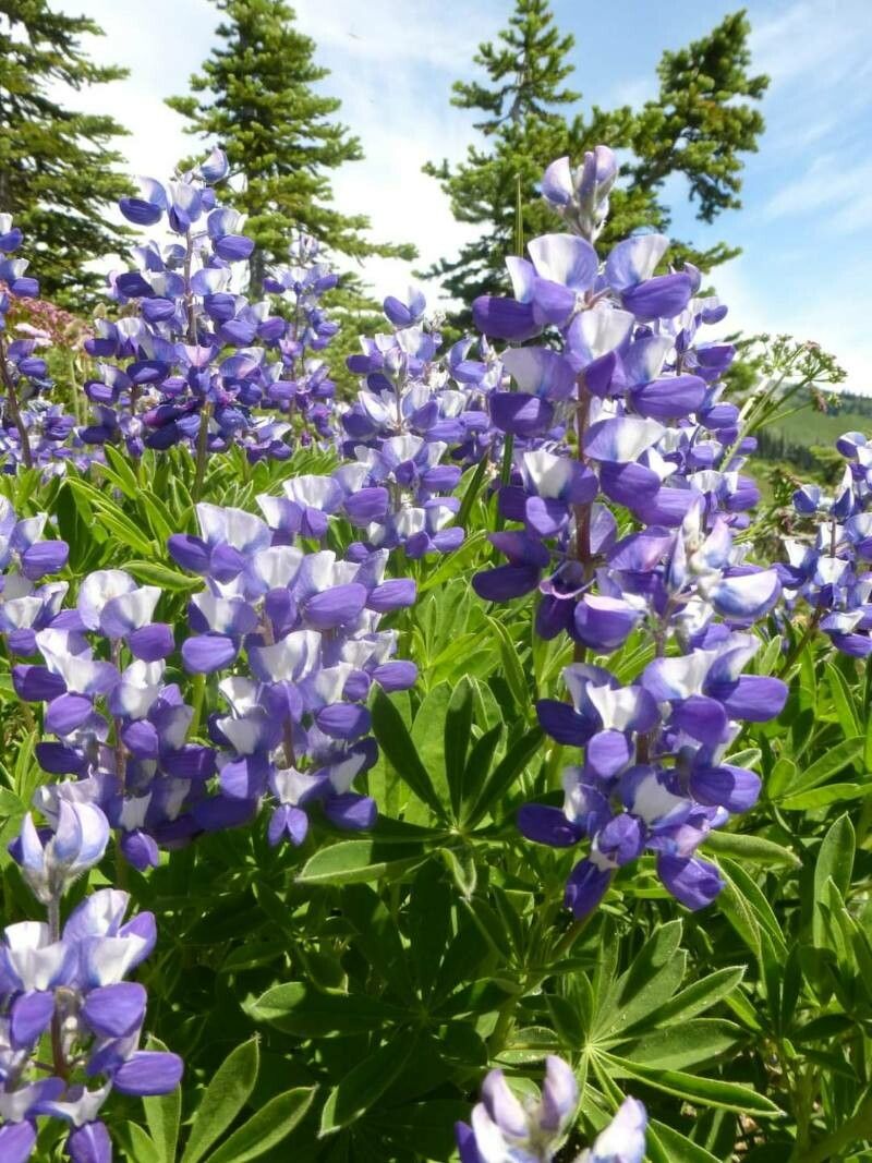 Lupinus arcticus flower