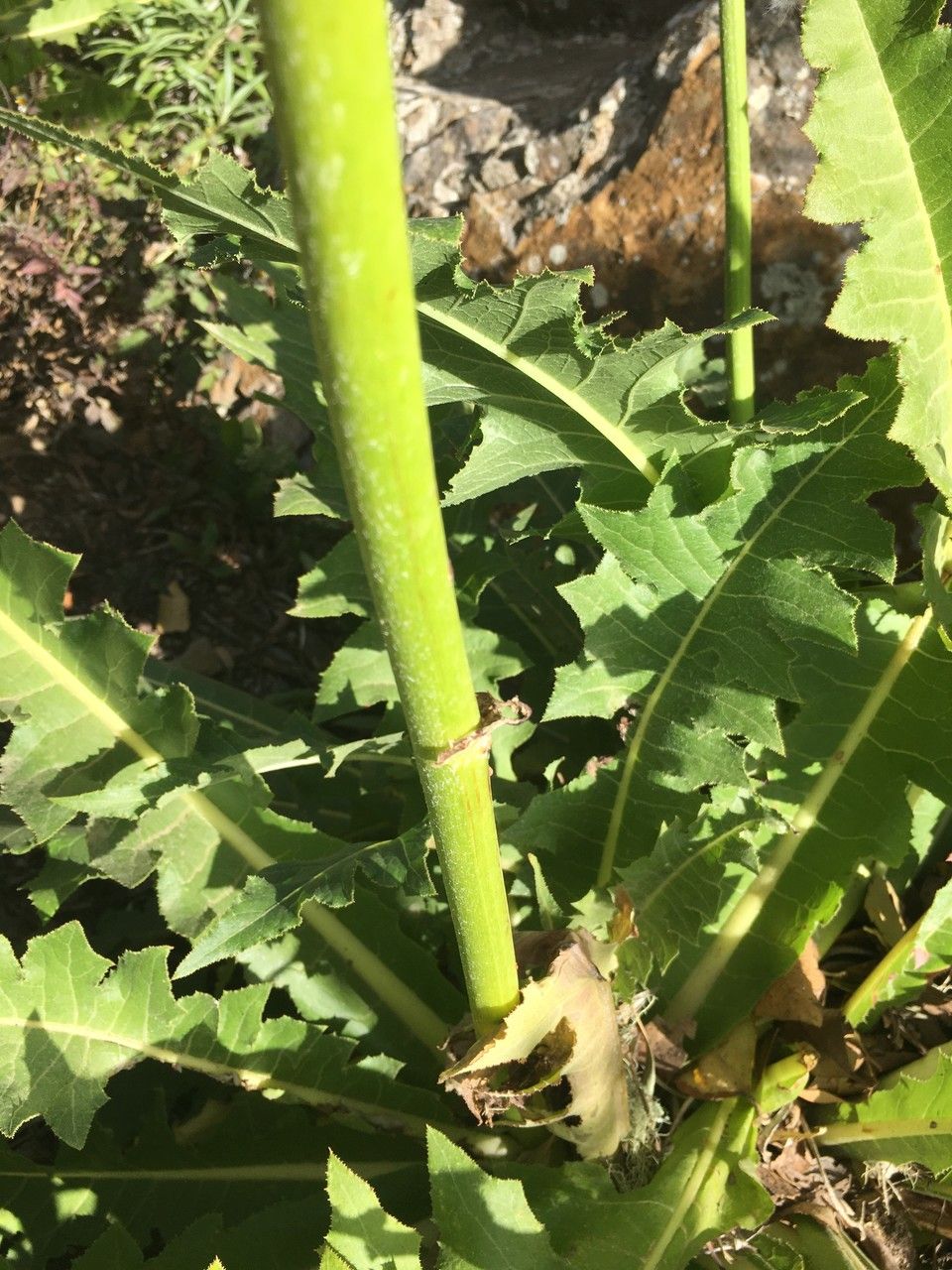 Sonchus acaulis bark