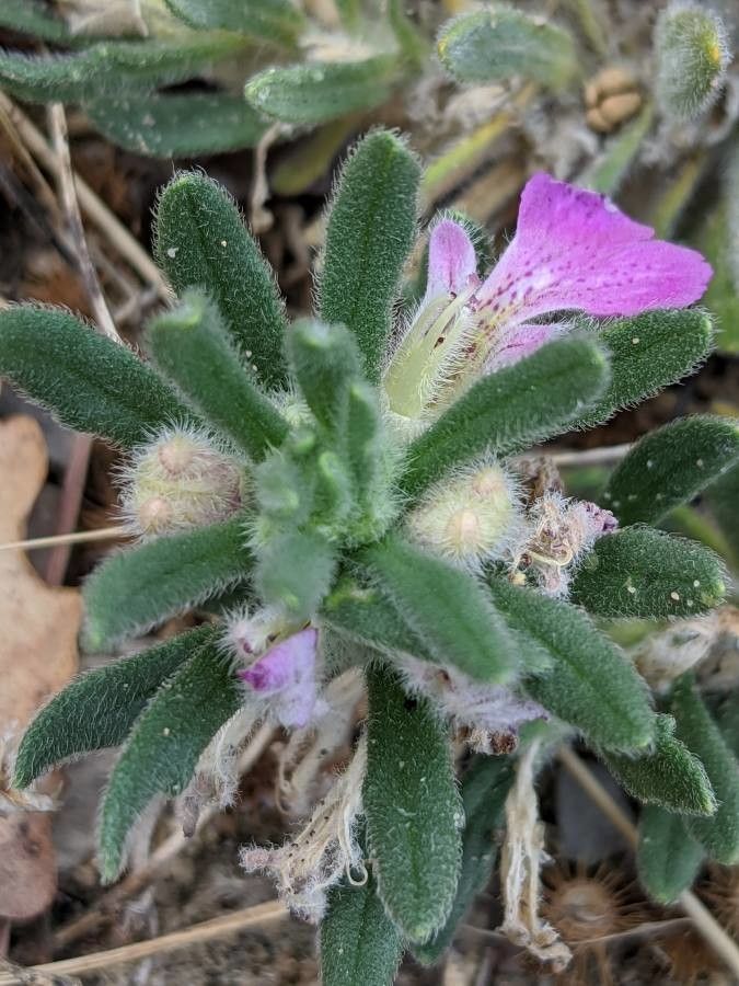 Ajuga iva — search result for 'Iva'