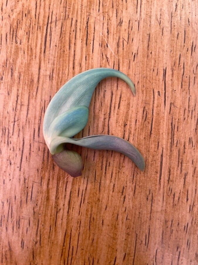 Strongylodon macrobotrys fruit