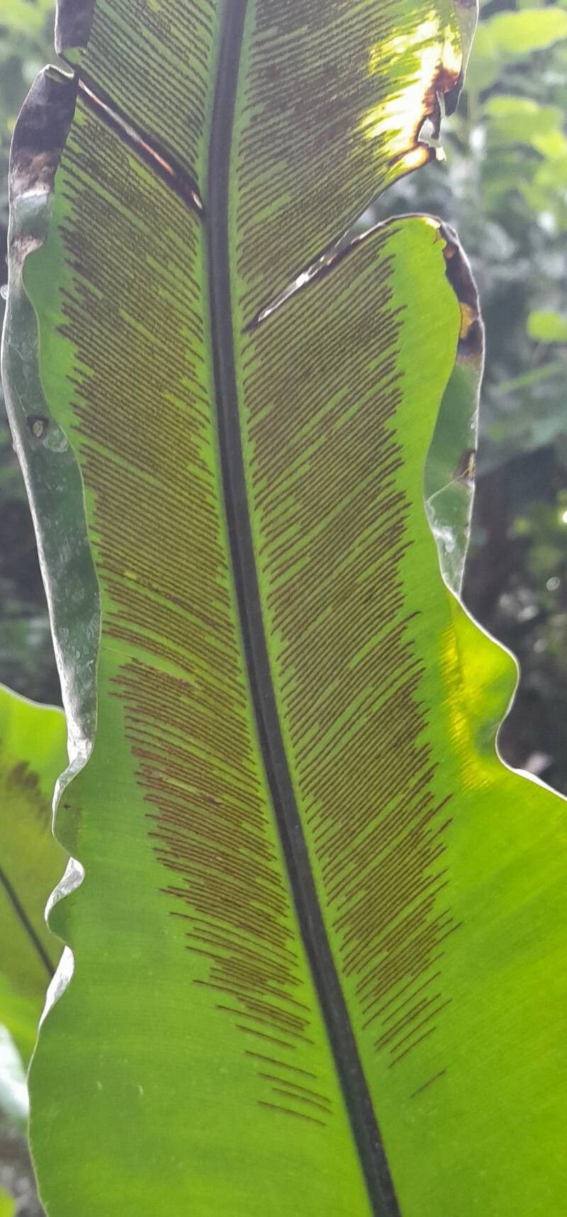 Asplenium australasicum fruit
