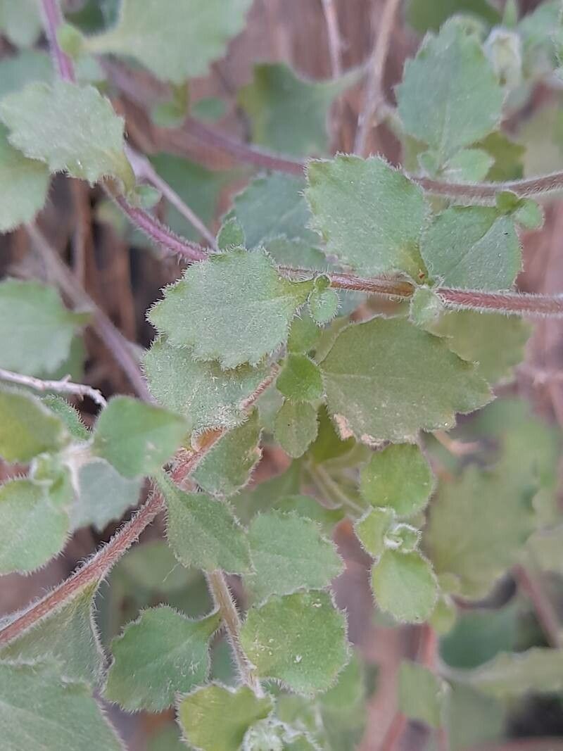 Campanula incanescens — houseplant care guide