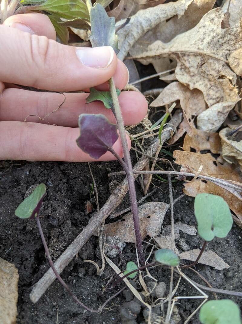 Cardamine douglassii — search result for 'Cardamine'