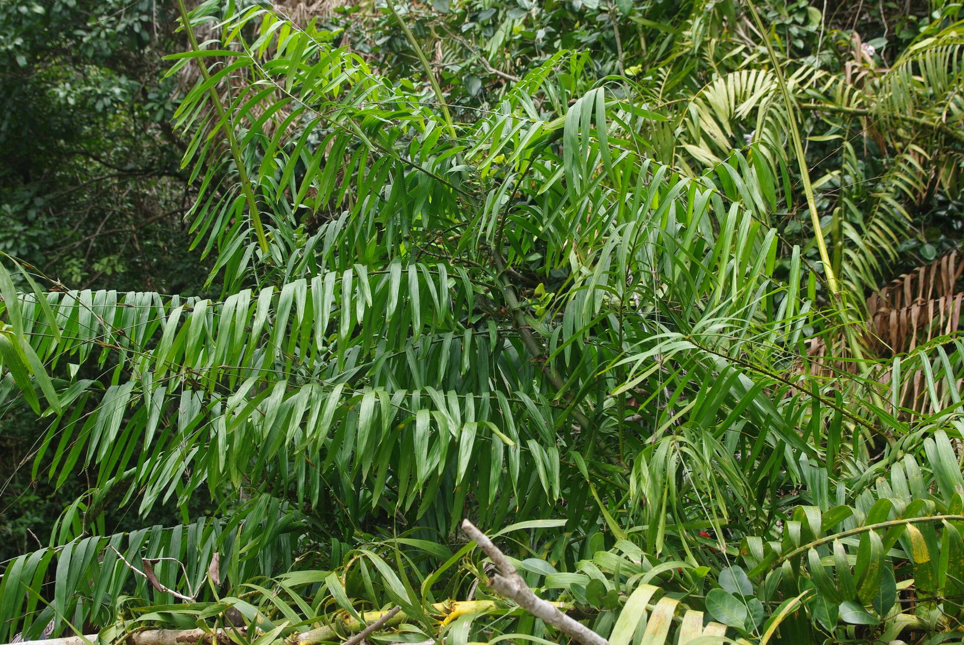 Eremospatha cuspidata habit