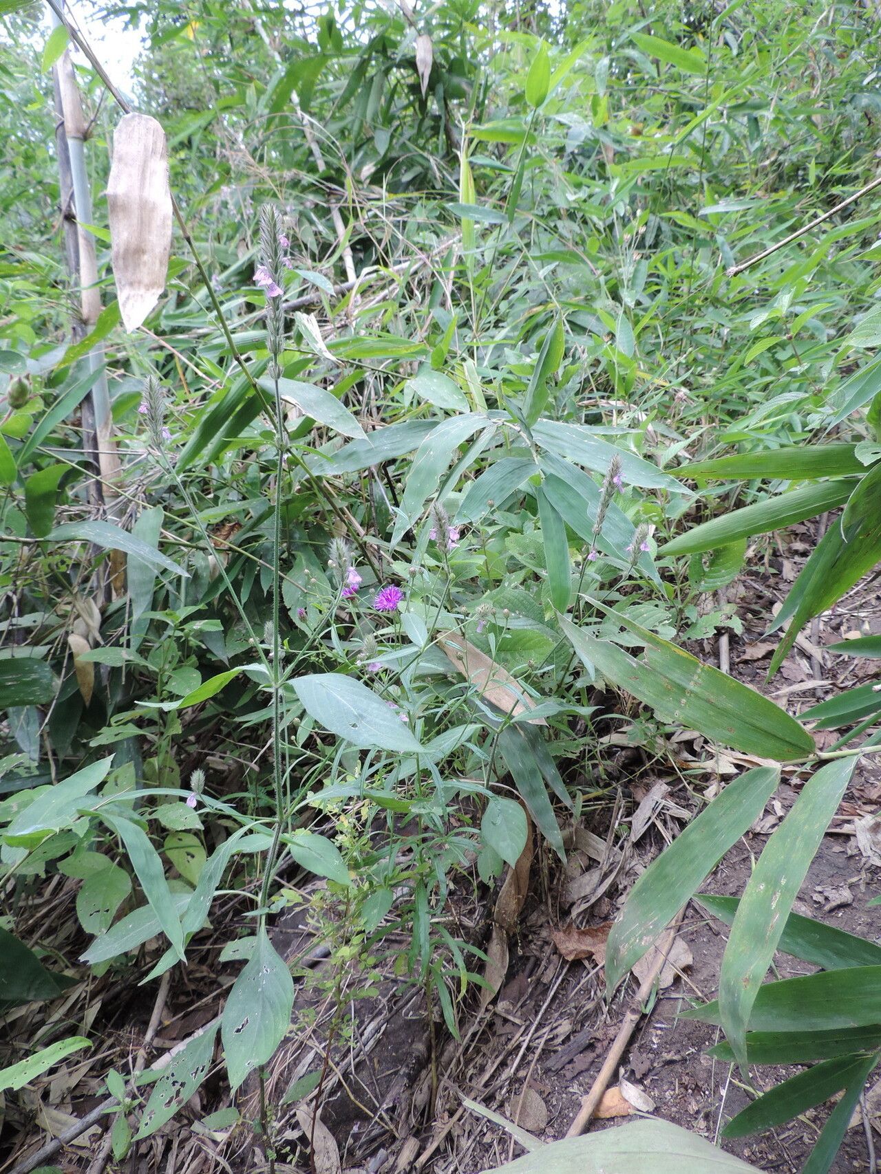 Justicia nyassana habit