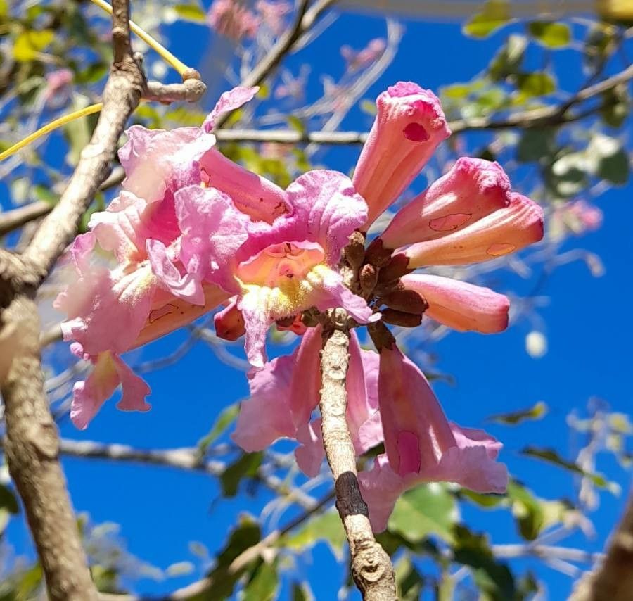 Handroanthus heptaphyllus flower
