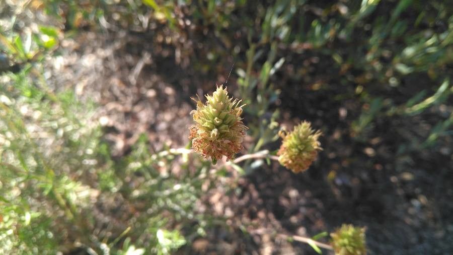 Teucrium lepicephalum flower