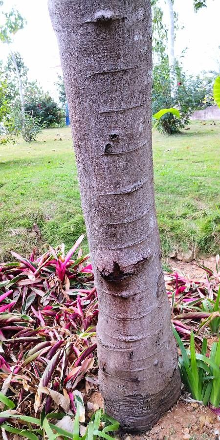 Cassia bakeriana bark