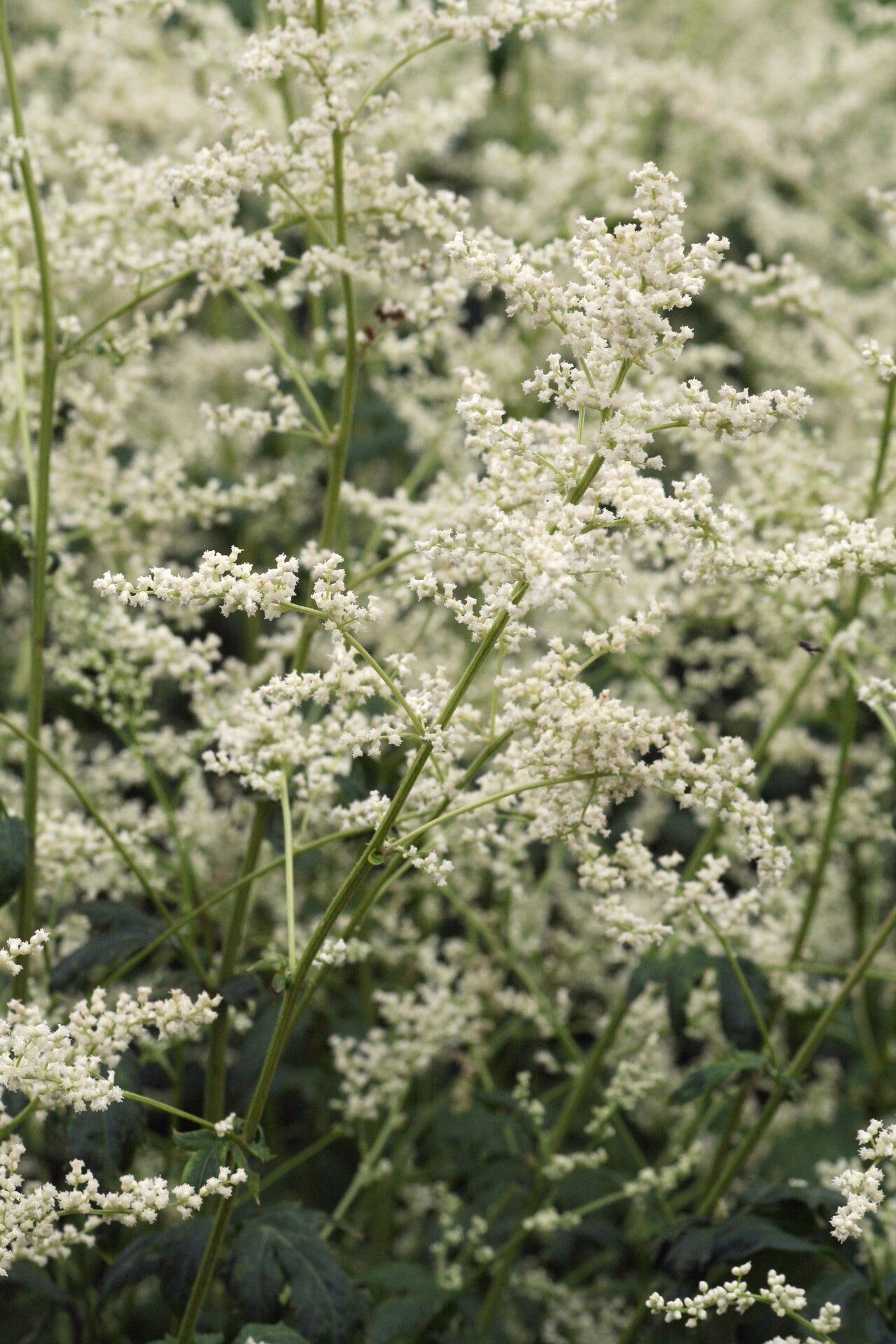 Artemisia lactiflora — search result for 'Artemisia'