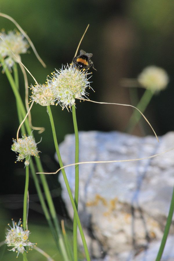 Allium saxatile flower