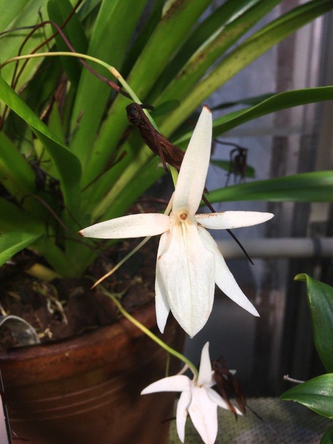 Jumellea arachnantha flower