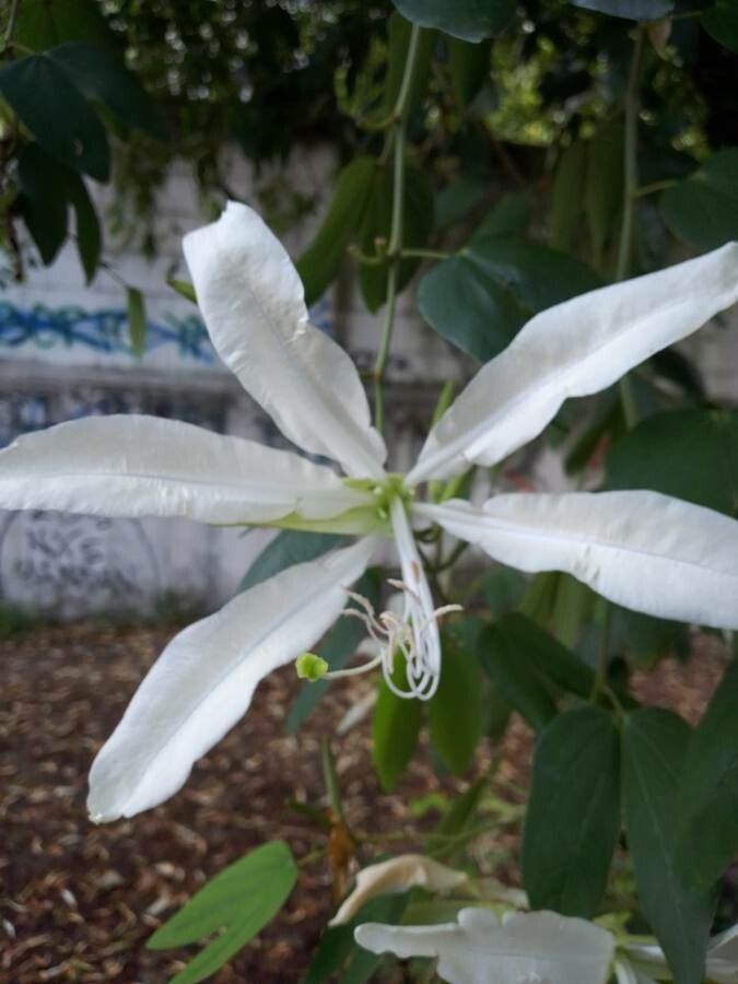 Bauhinia forficata flower