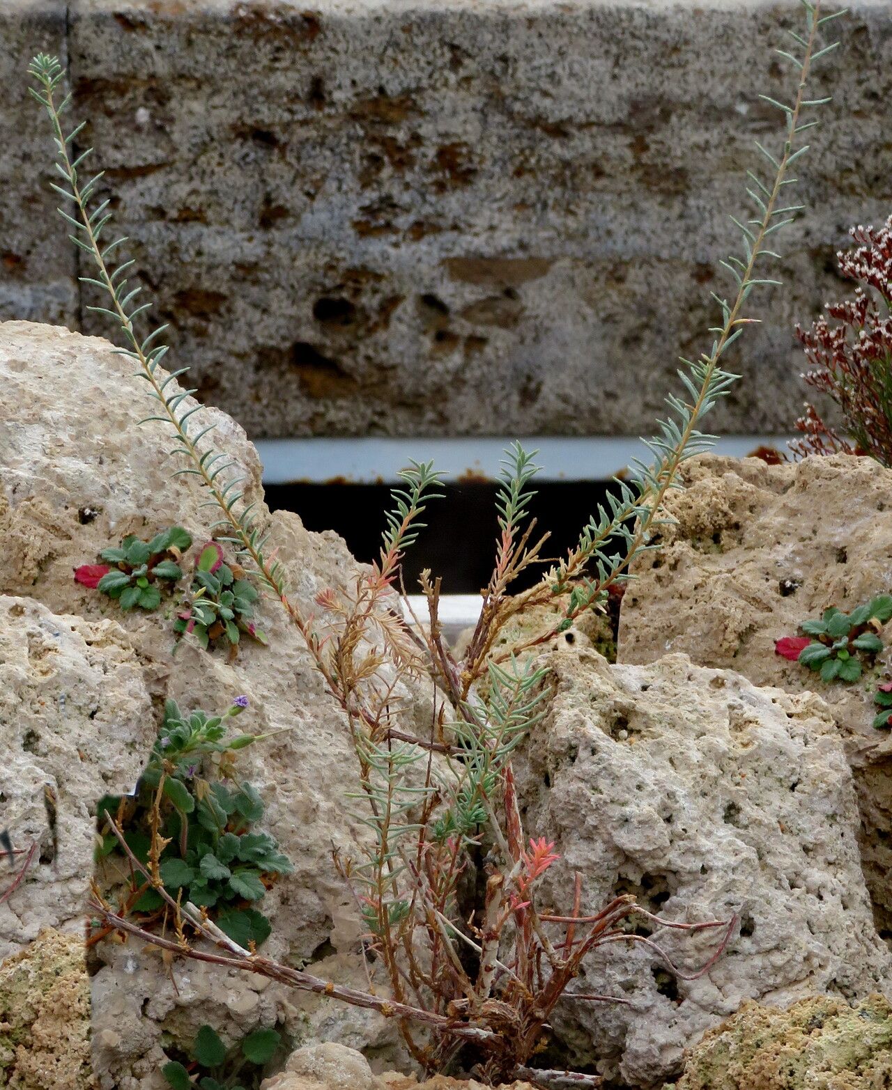 Reaumuria songarica habit