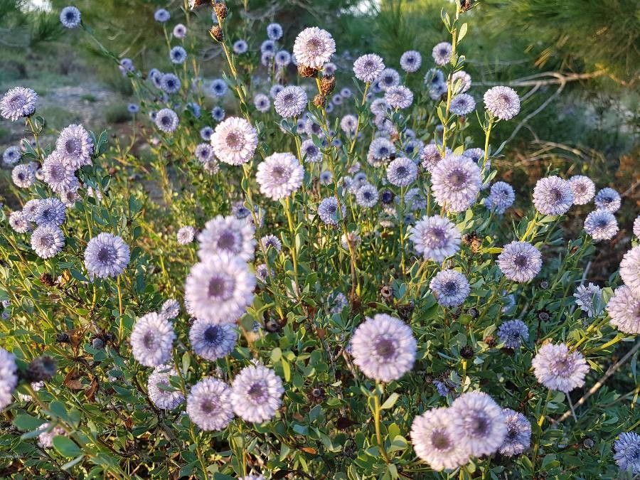 Globularia arabica flower