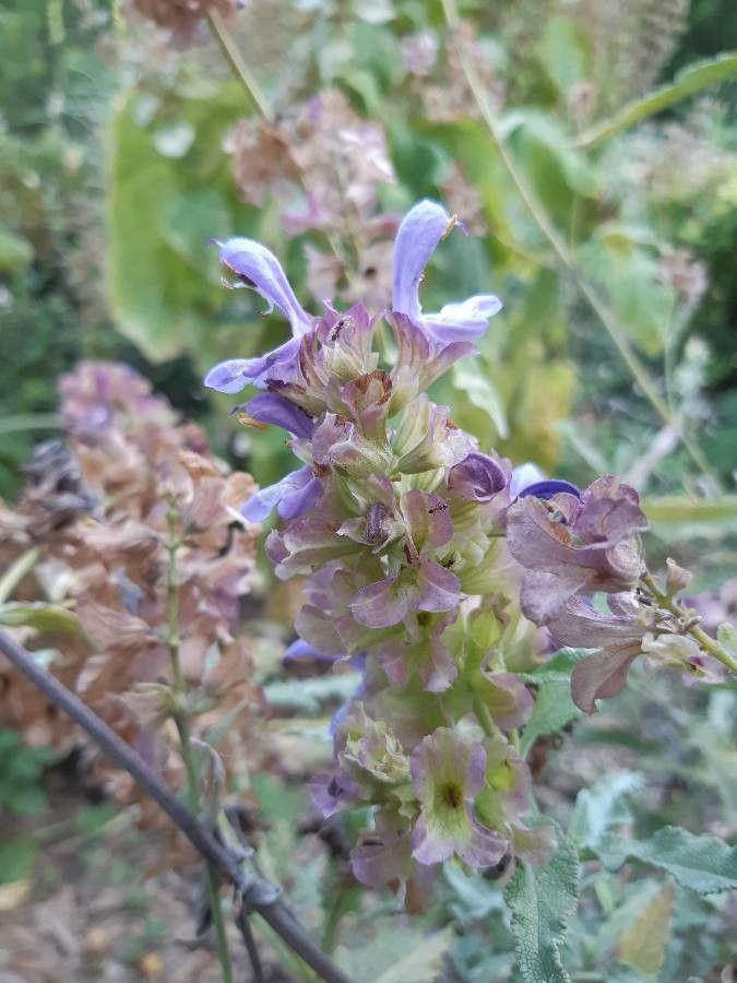 Salvia pomifera flower