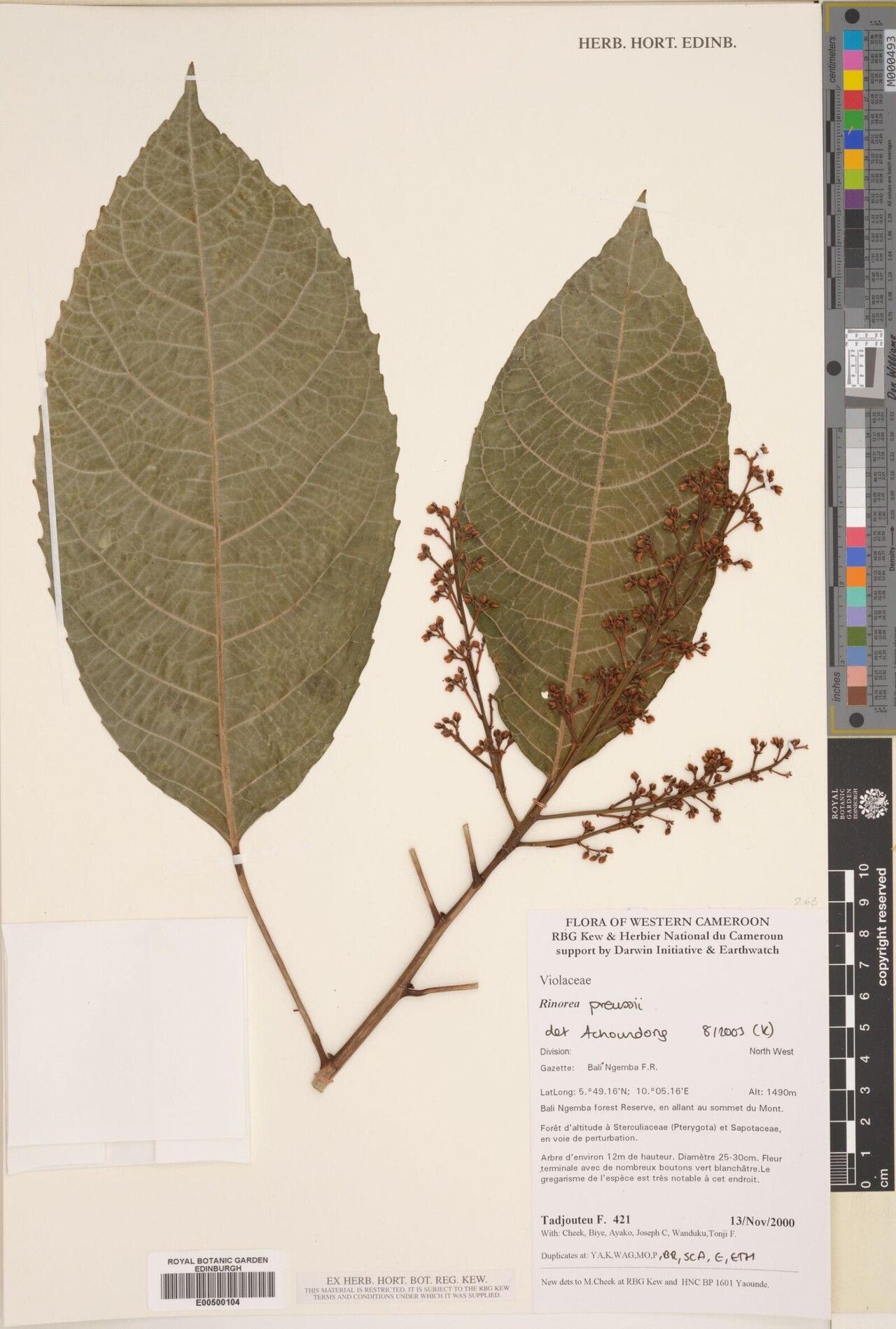 Rinorea adnata — related species from the same genus