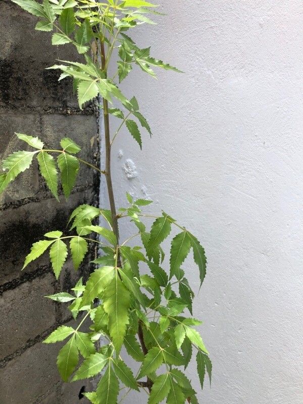 Bursera graveolens — search result for 'Ecuador'
