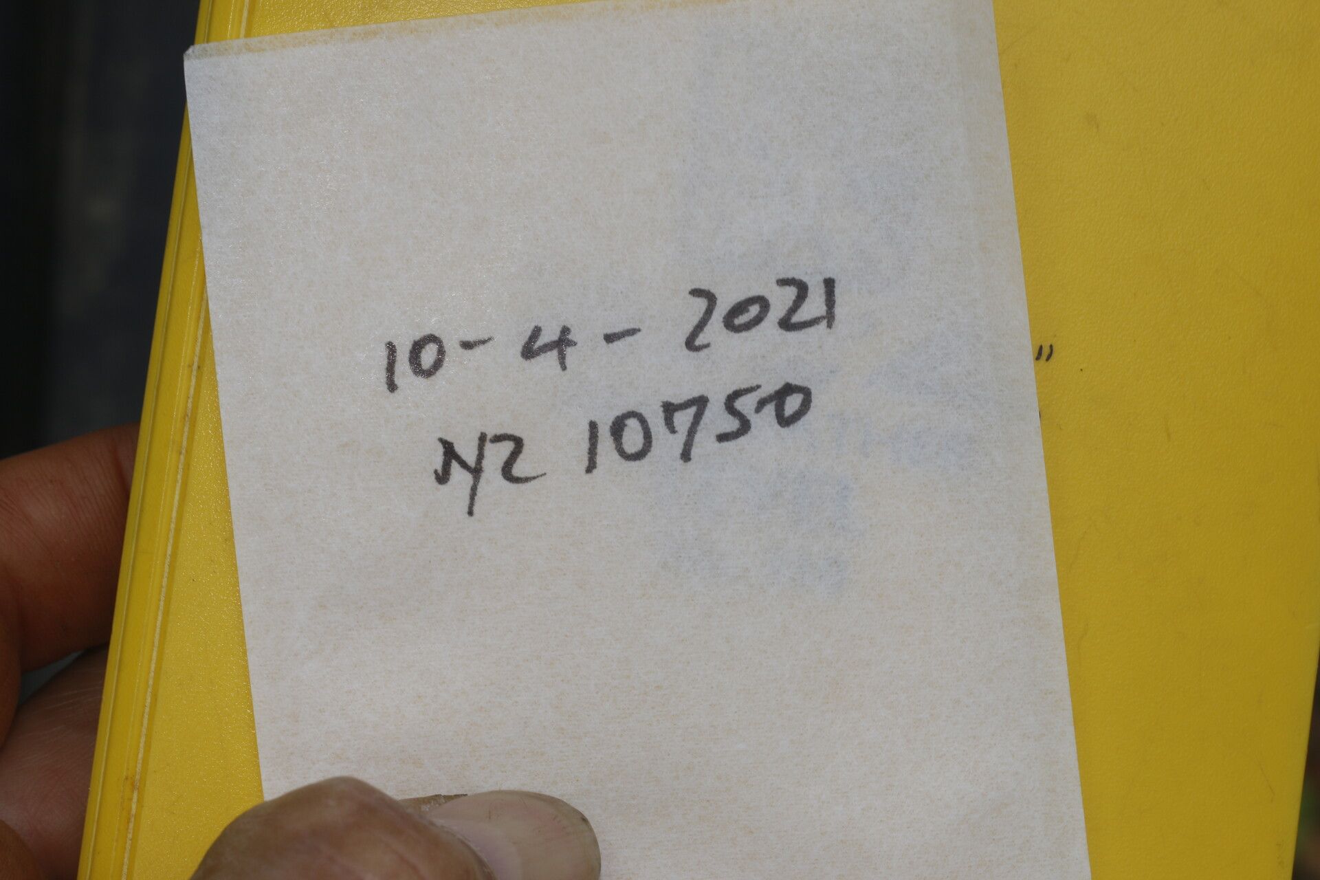 Piper dissimulans other