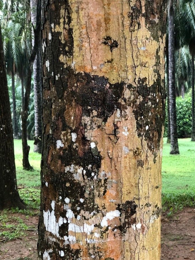 Elateriospermum tapos bark