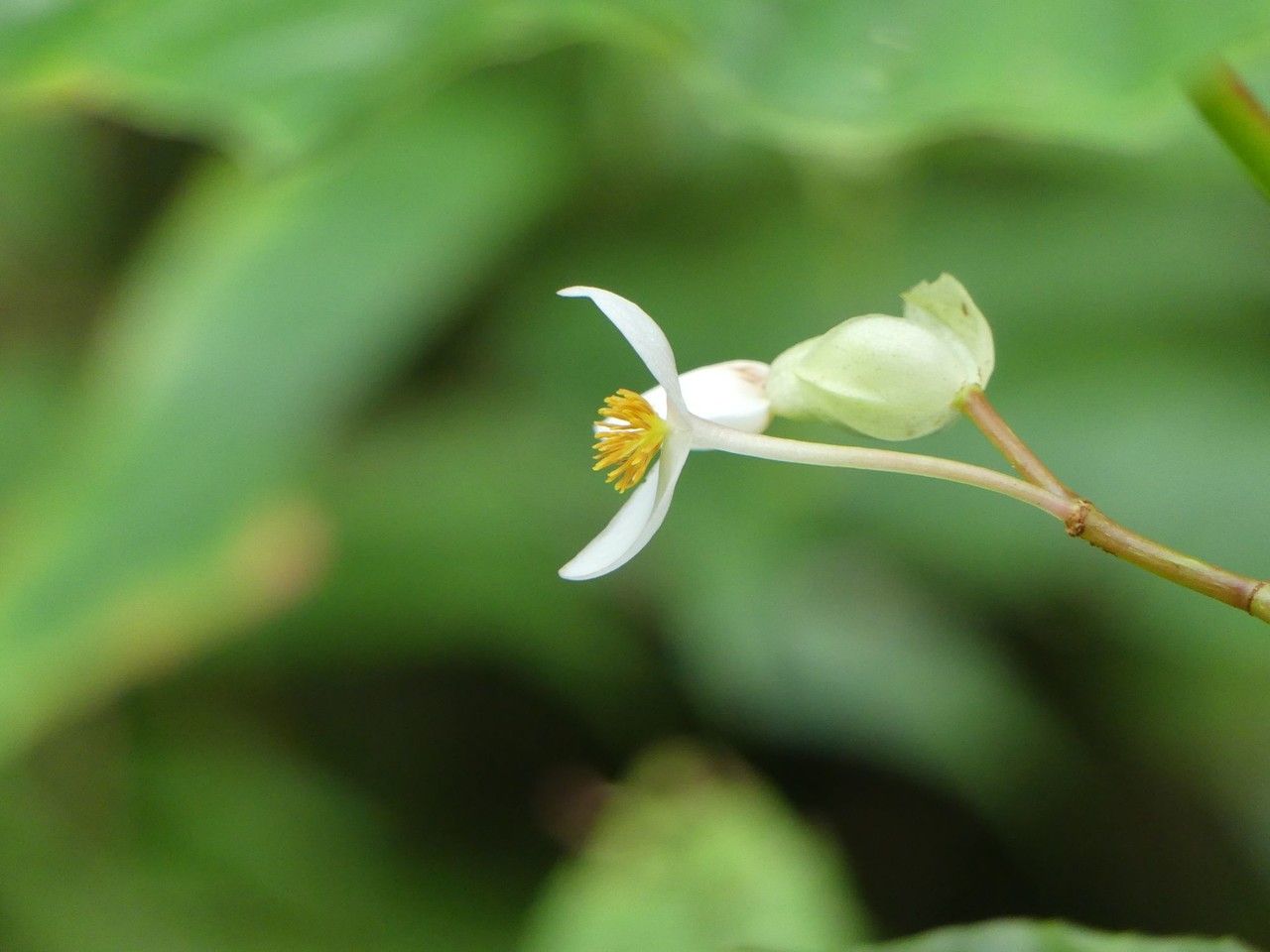 Begonia comorensis flower