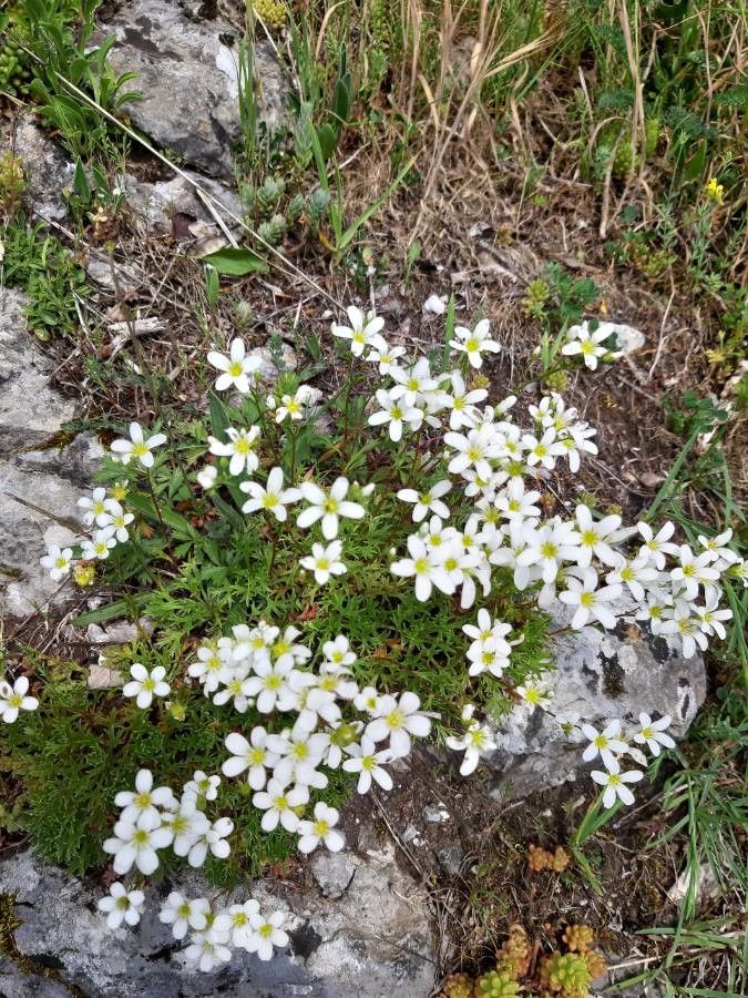 Saxifraga trifurcata habit
